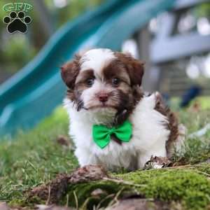 Alex, Havanese Puppy